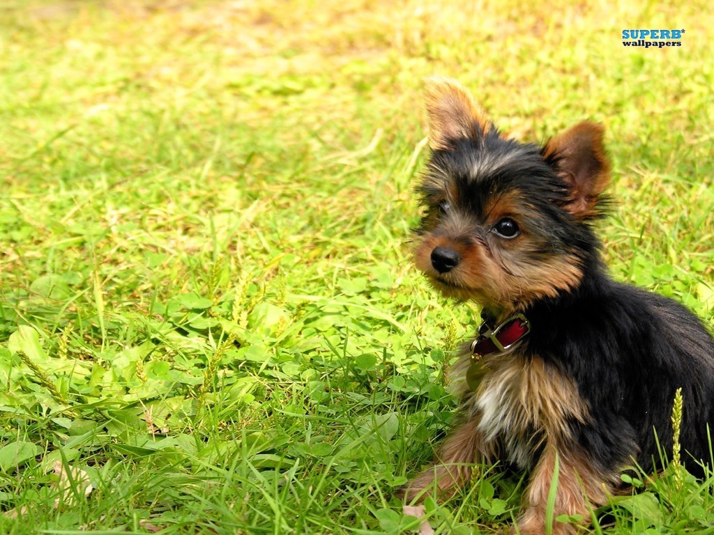 Superb Wallpaper Image Yorkshire Terrier Puppy HD