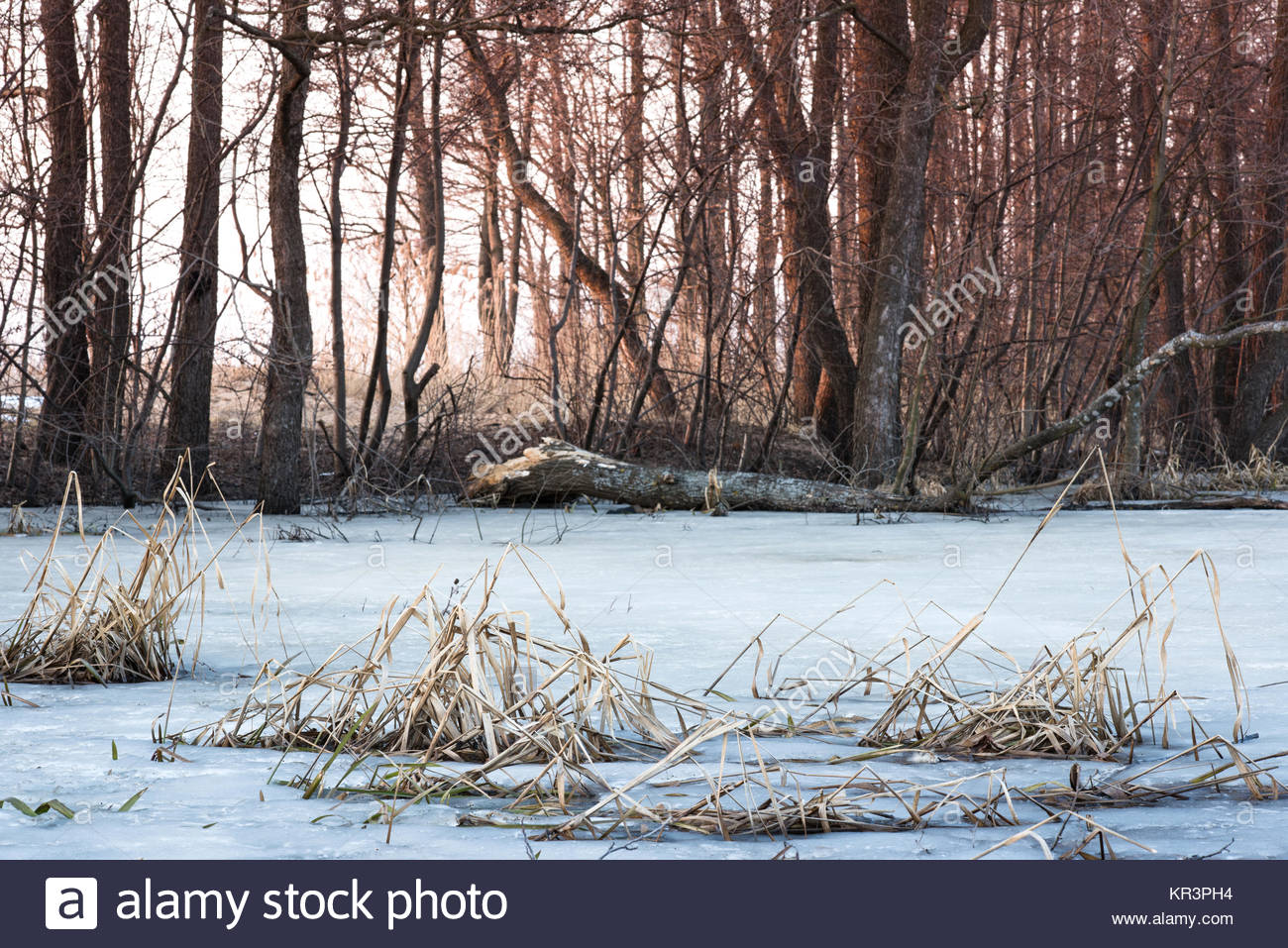 Winter Scene Background Landscape Trees Forest In Snow Frozen