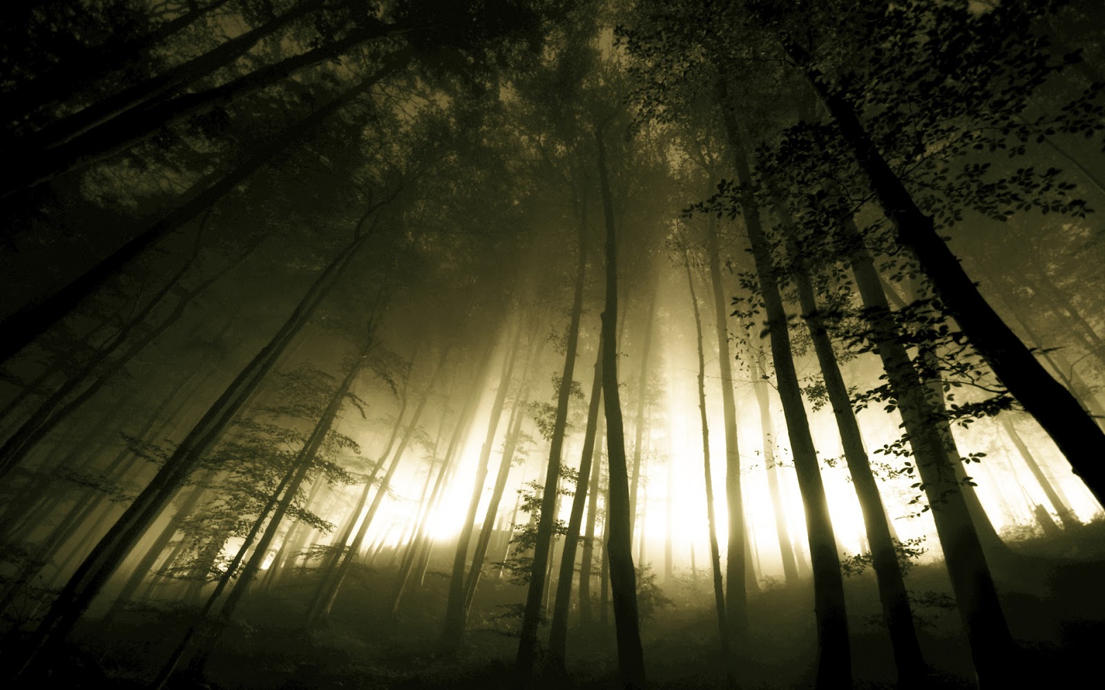 Dark Forest Fog Trees HD Wallpaper