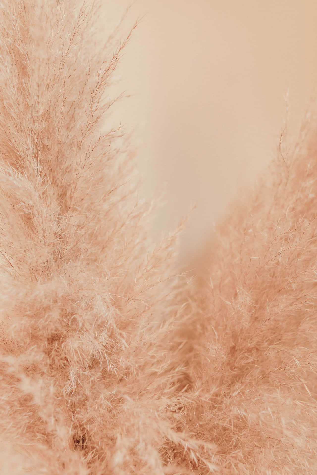 Pampas Grass Ready To Add Texture Your Landscape Wallpaper