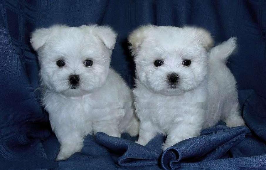 Maltese Puppy Pictures