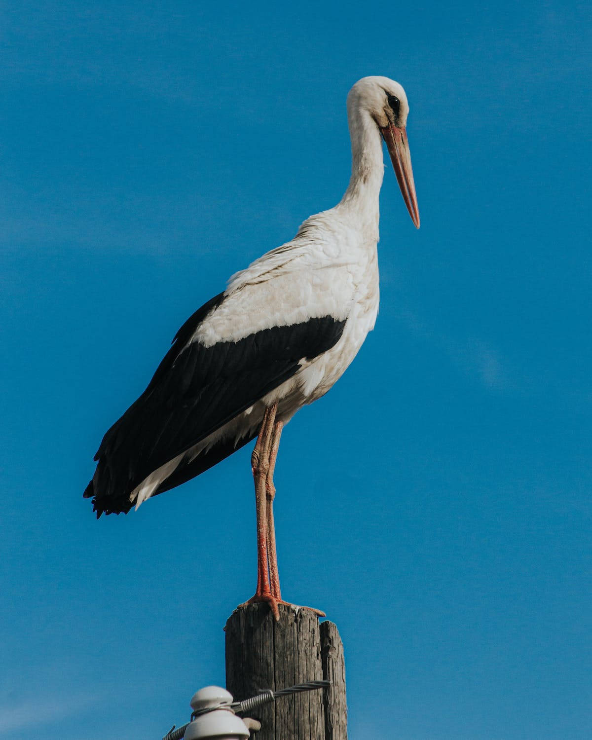 A white stork with black wings perched on a wooden post against a clear blue sky