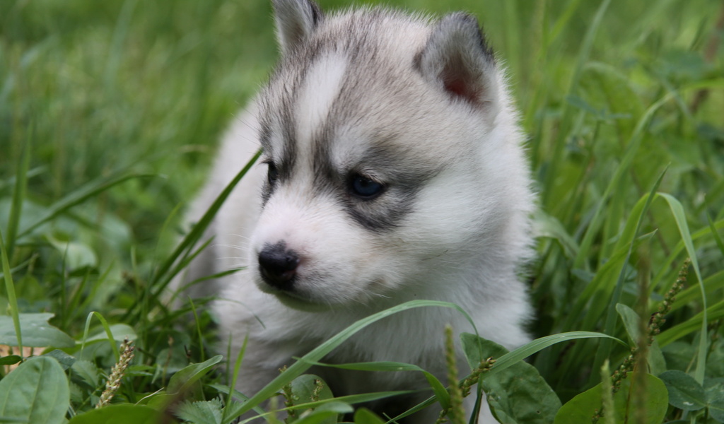 Baby Husky Puppy In The Grass Wallpaper