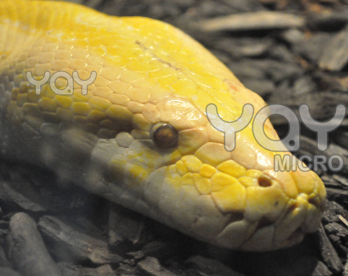 Yellow Snake HD Wallpaper