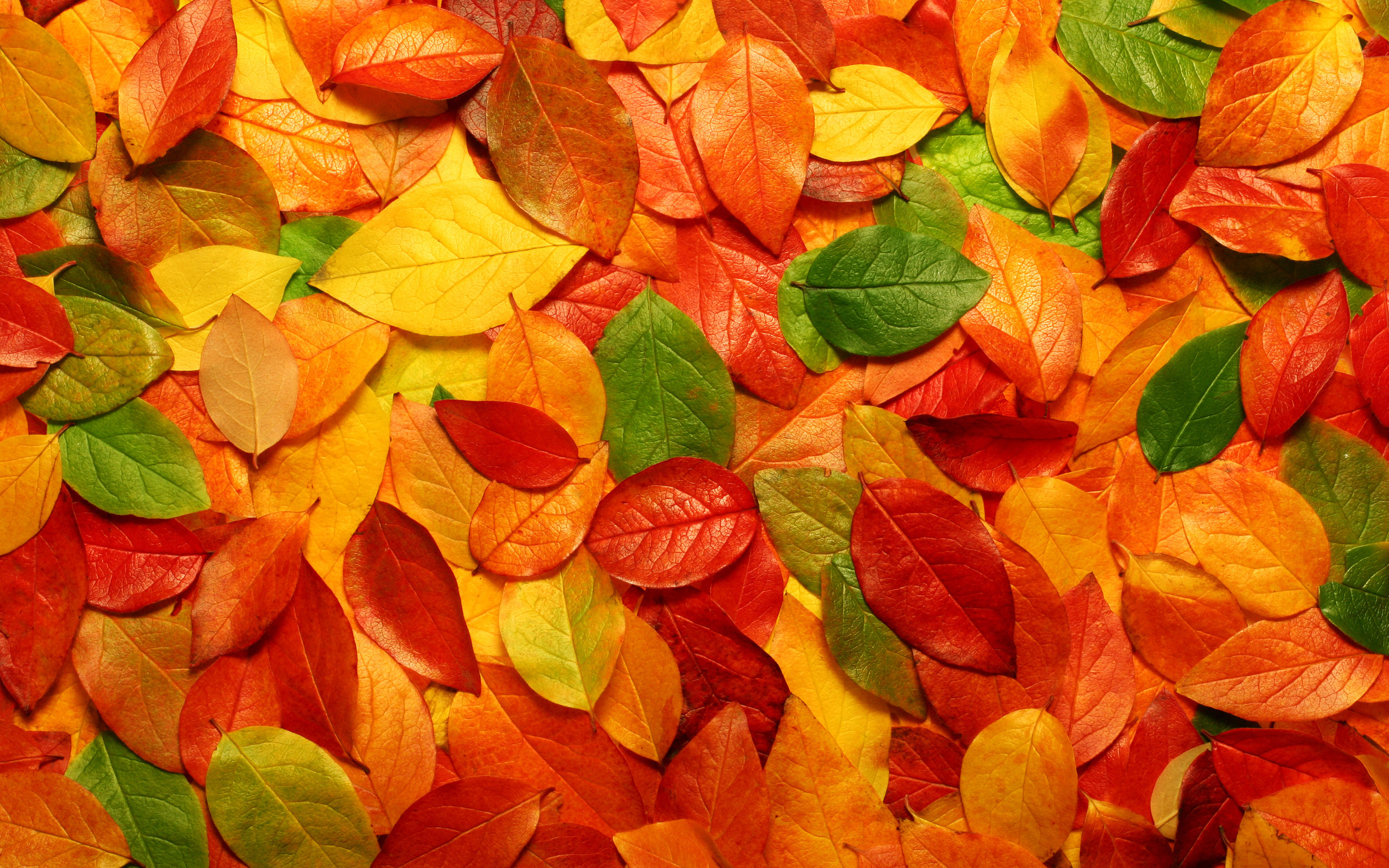 Autumn Leaves Desktop Wallpaper On Latoro