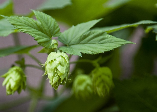 Hops Beer Buds Summer Public Domain Pictures