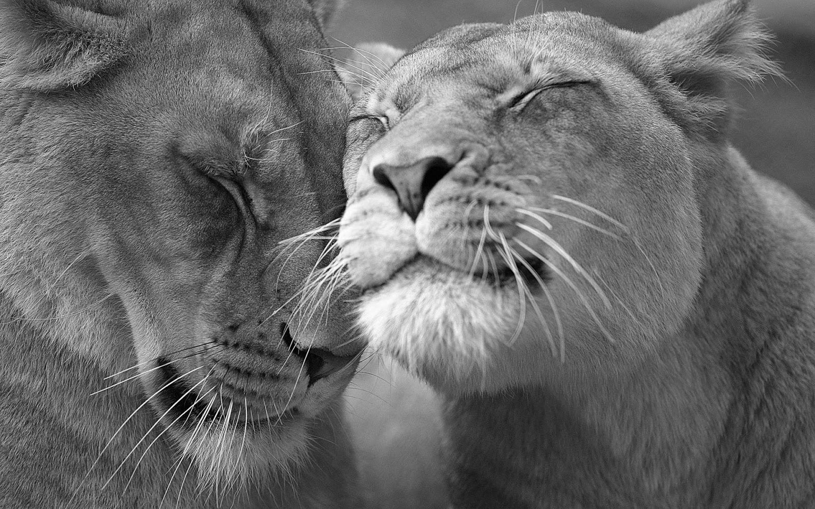 Black and white wallpaper with lions HD Animals Wallpapers 1600x1000