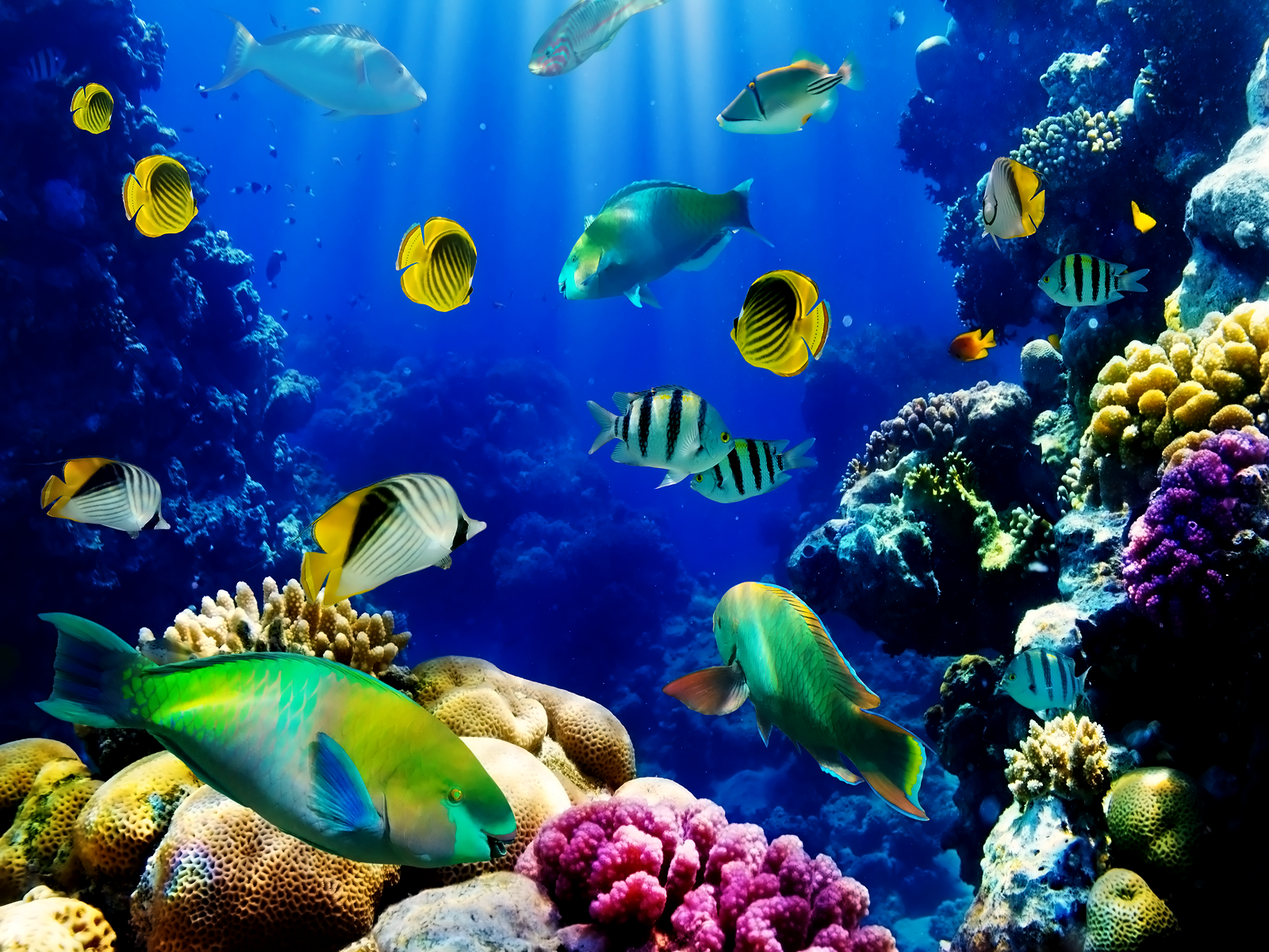 Free download Android Live Wallpaper live fish wallpaper [1600x1200