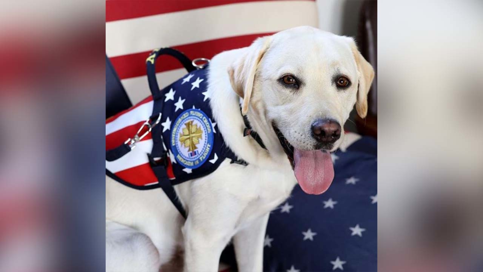 George Hw Bush S Service Dog Sully Honored With American Kennel