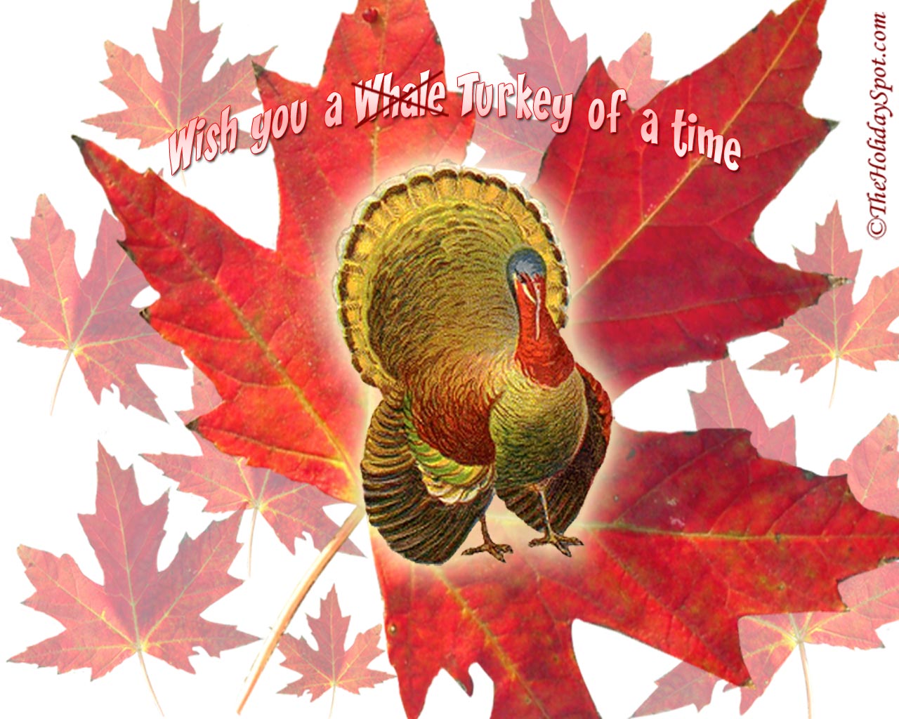 Desktop Wallpaper Of Thanksgiving Turkeys