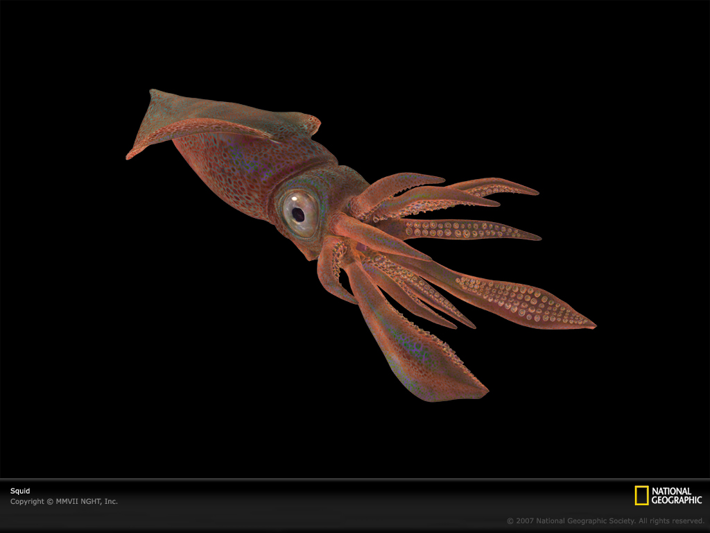 Sea Monster Pictures Squid Photos Facts Desktop Wallpaper Animals 1024x768