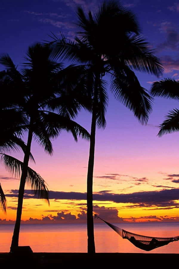 Wallpaper Foto Dari Palm Tree Beach