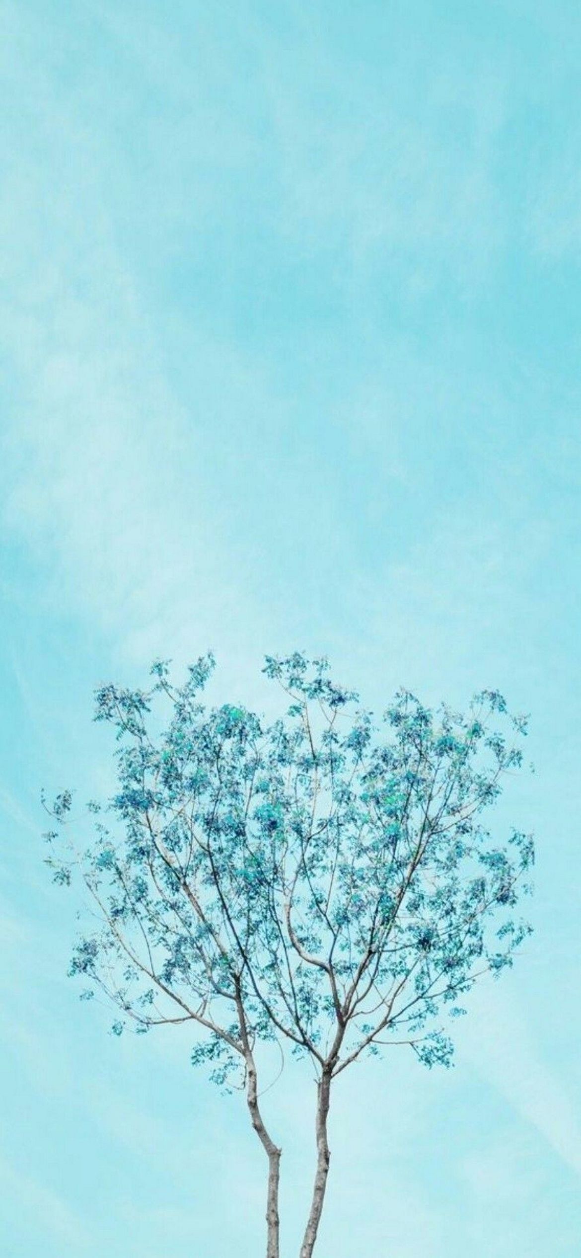 Wallpaper