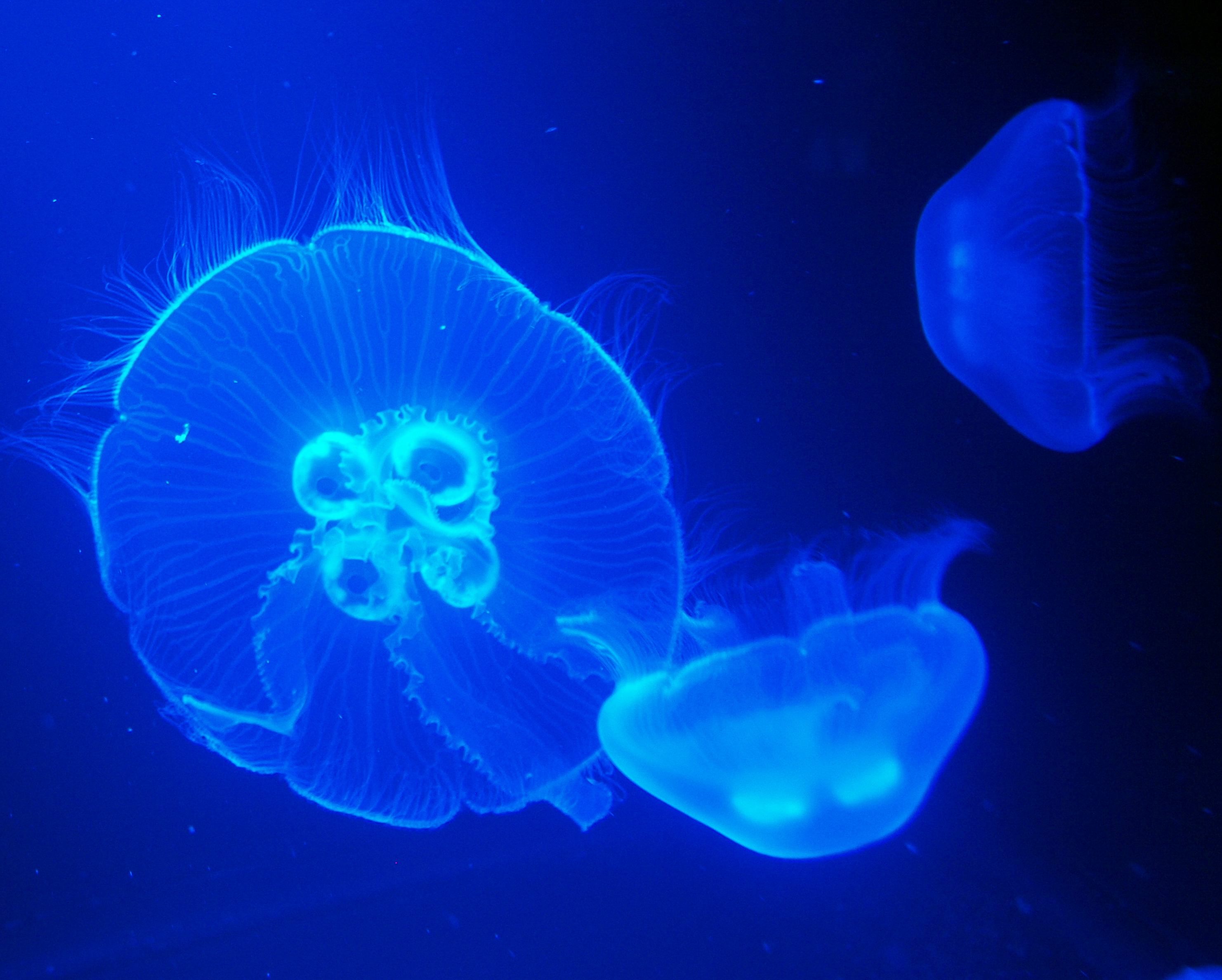 Moon Jellyfish Wallpaperct Image Crazy Gallery