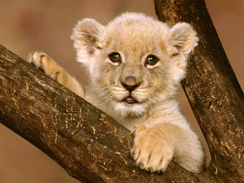 Wallpaper Animal Cub Lion Fondo HD