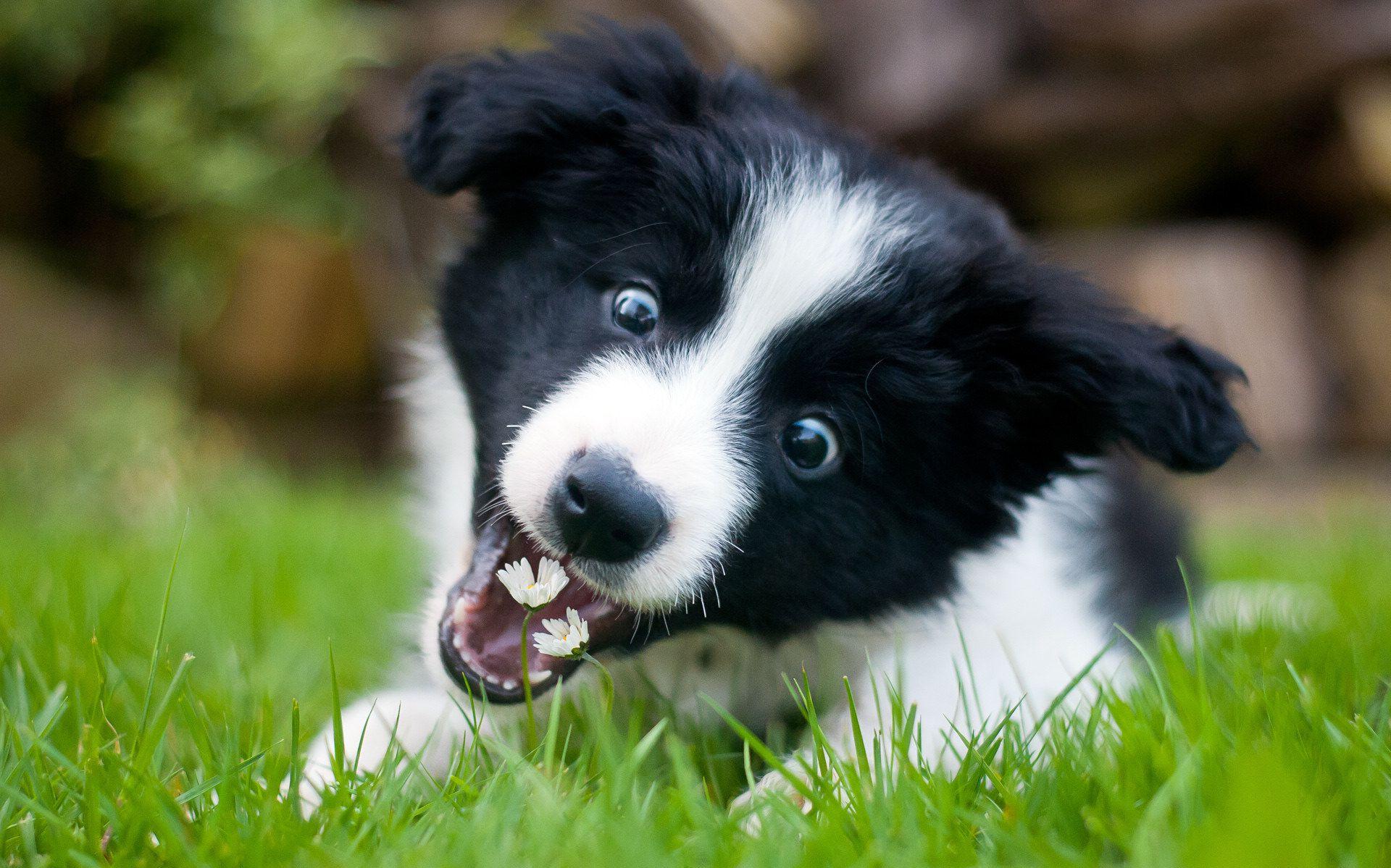 Border Collie HD Wallpaper And Background