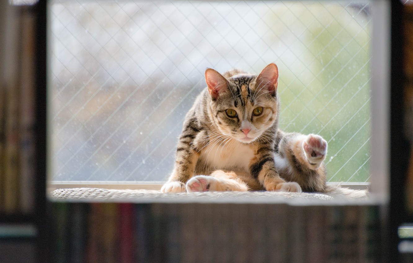 Wallpaper Cat Background Animal Widescreen