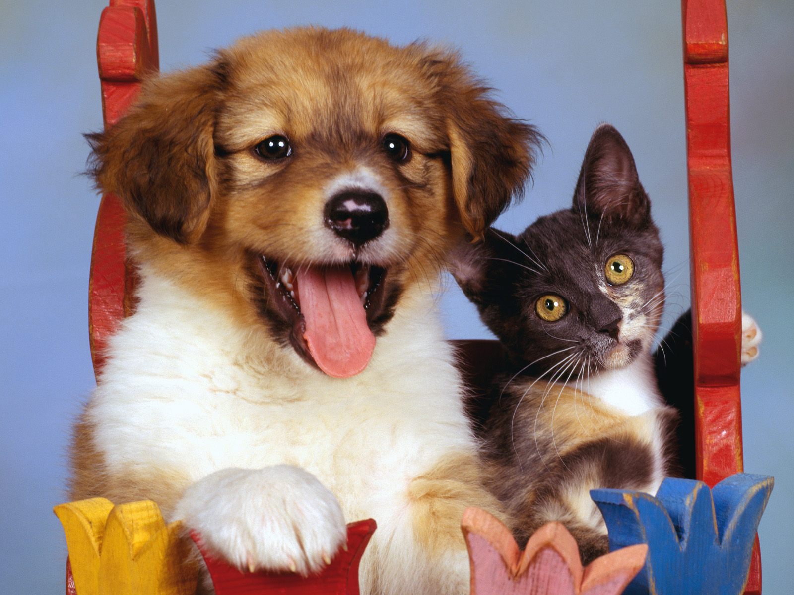 Dogs And Cats Background Desktop Wallpaper