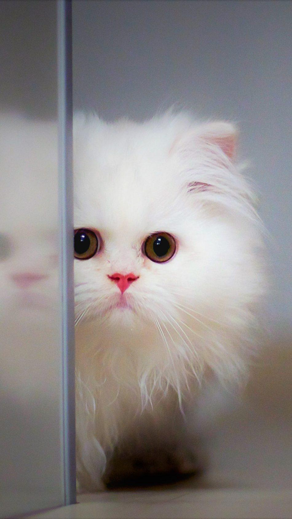 Adorable Cute White Kitten 4k Ultra HD Mobile Wallpaper