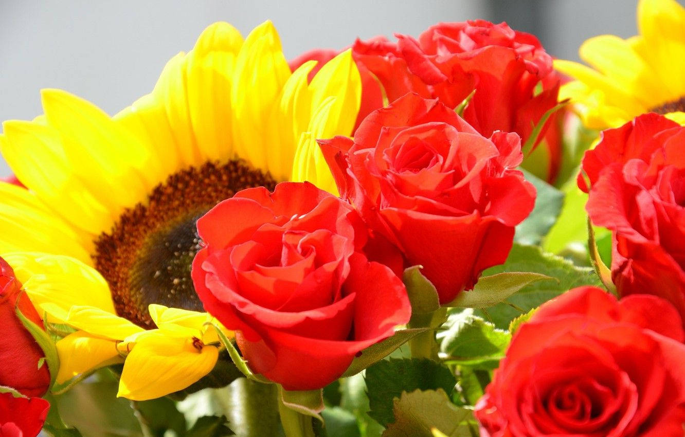 Sunflower And Roses Wallpaper