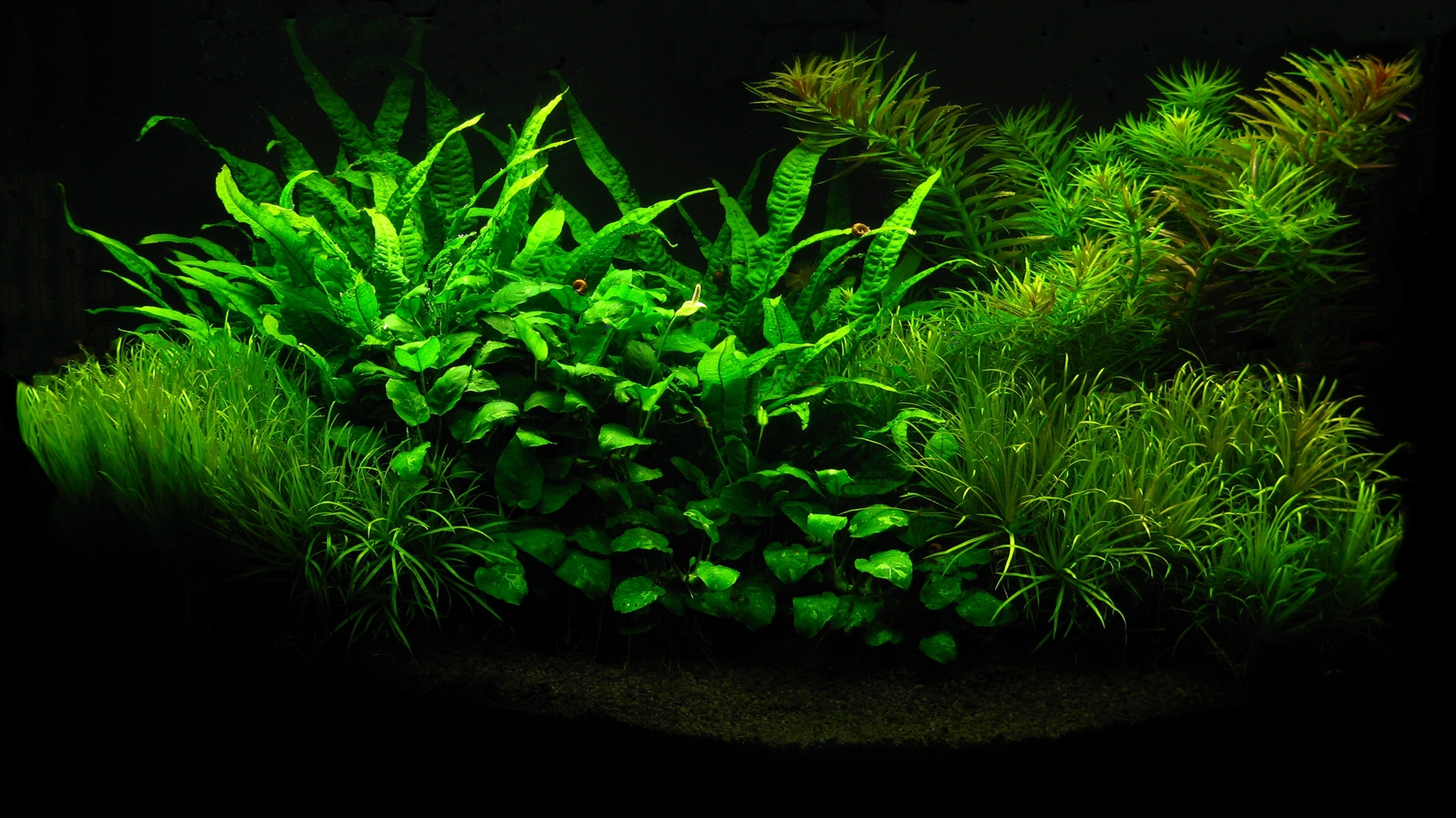 Fish Aquarium Desktop Background