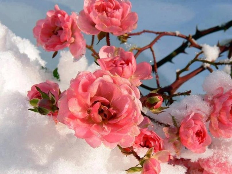 Winter Flower Cool HD Wallpaper HDflowerwallpaper