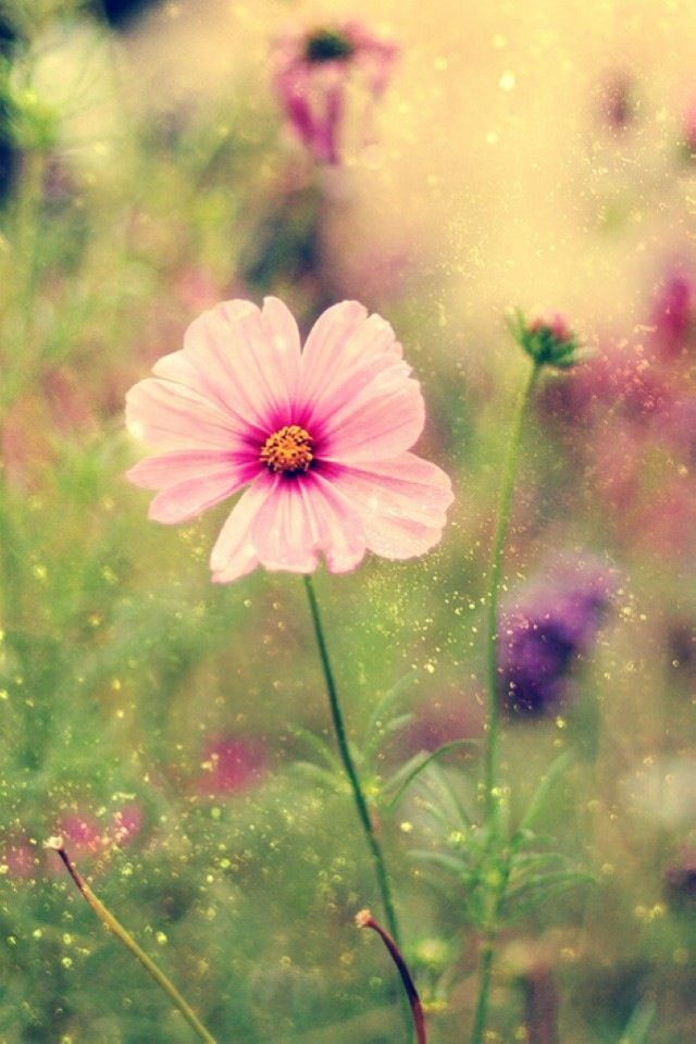 Beautiful Spring Morning Flower Wallpaper For iPhone