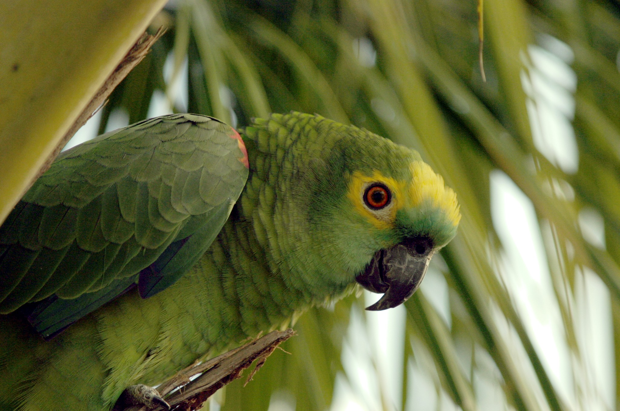 Amazon Green Parrot HD Wallpaper Background Image