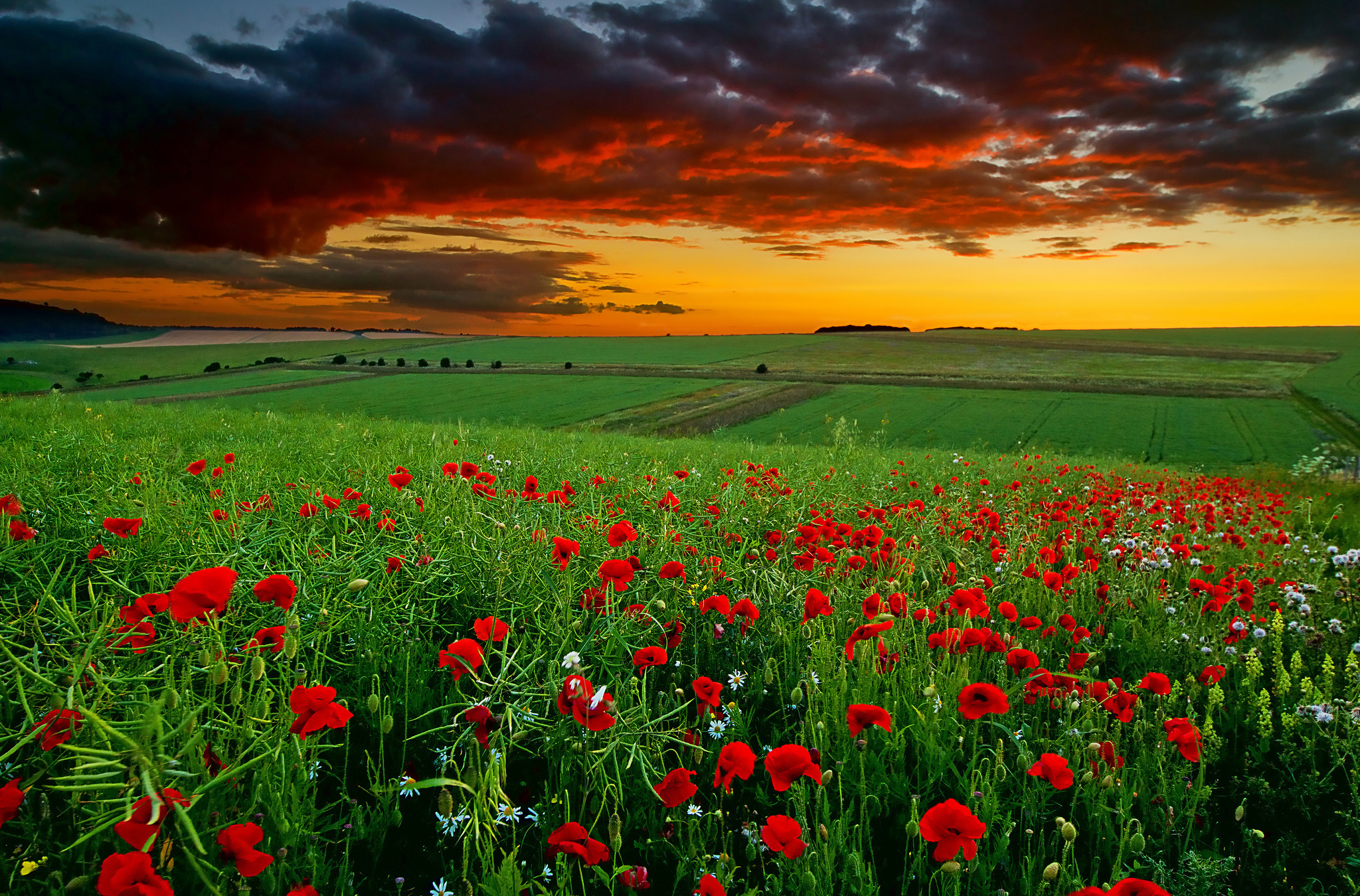 Field of red poppies at sunset with dramatic sky