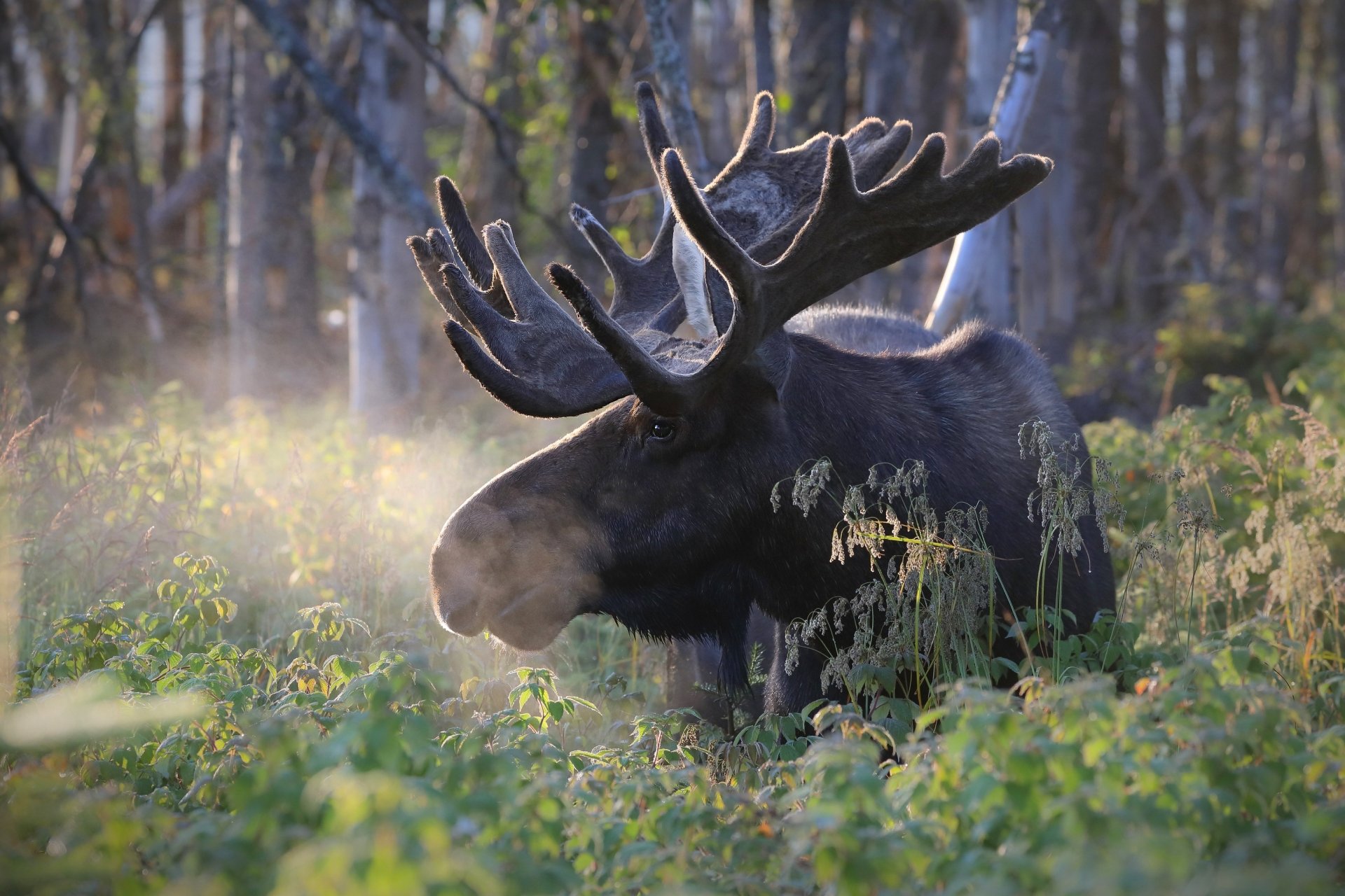 Animal Moose HD Wallpaper