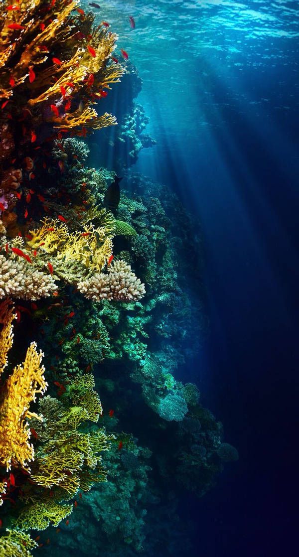 Download Underwater Vertical Reef Wallpaper