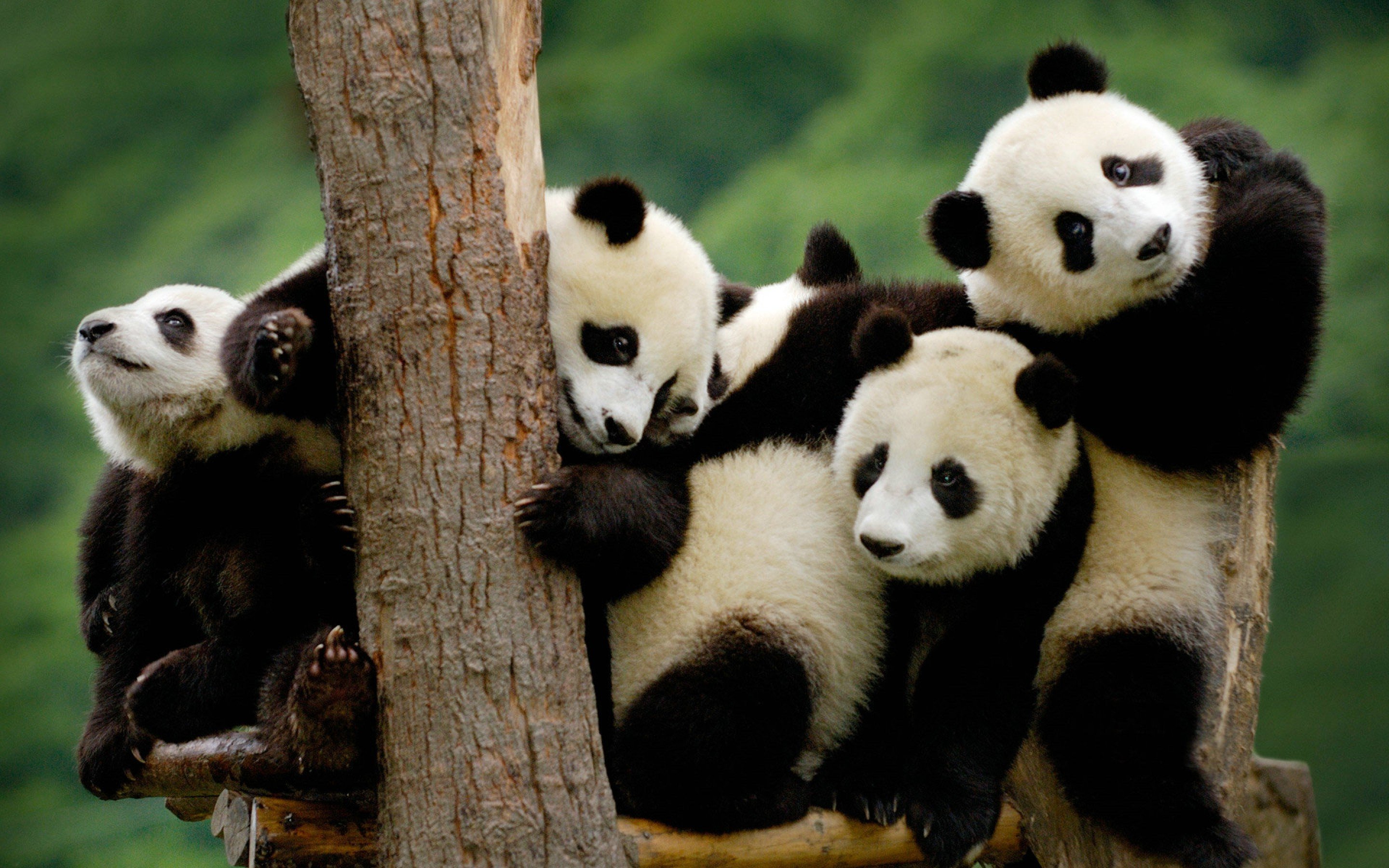 panda pandas baer bears baby cute 3 wallpaper background