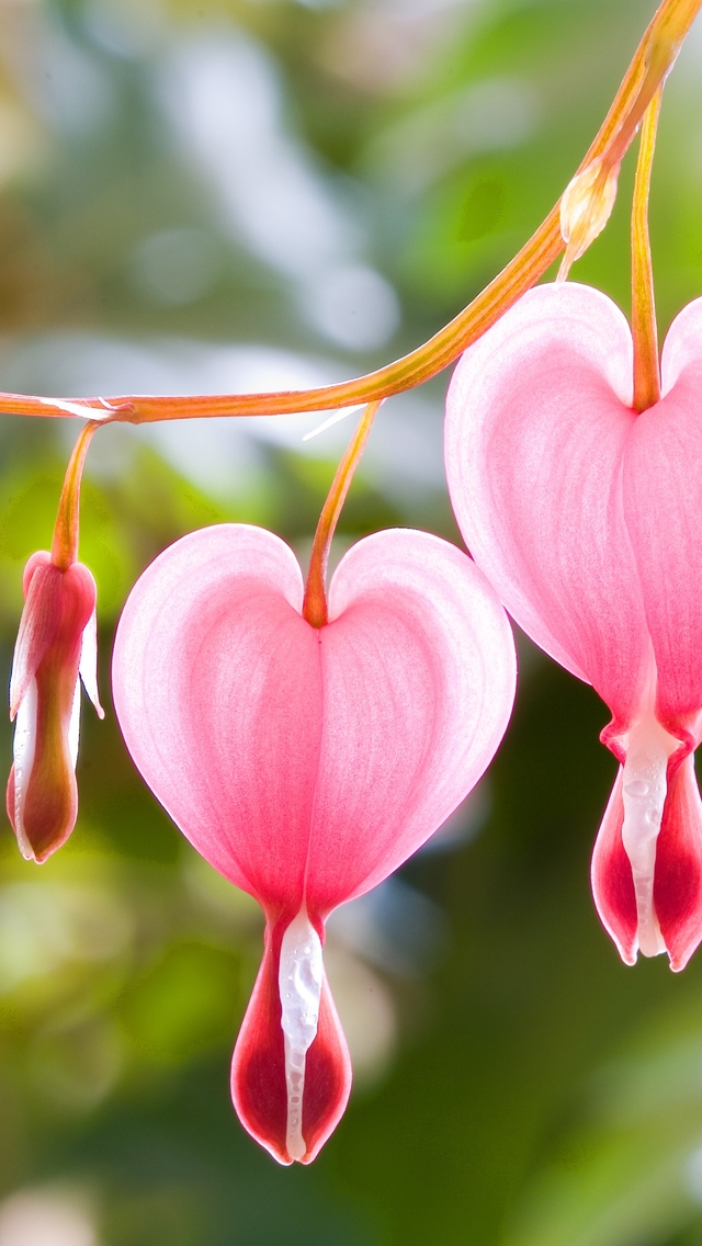 Pink Heart Flowers Wallpaper iPhone