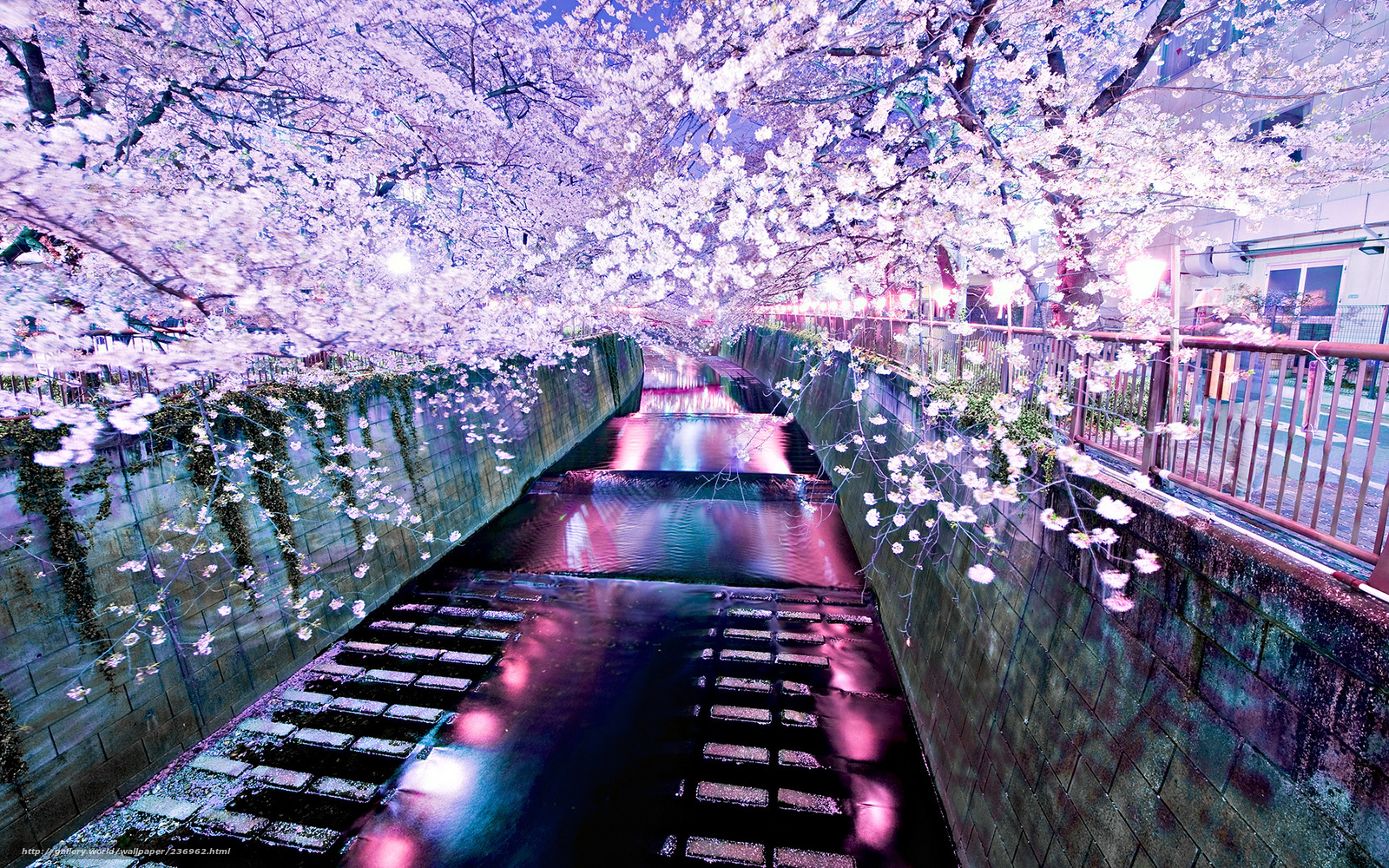 Wallpaper Sakura River Desktop In The