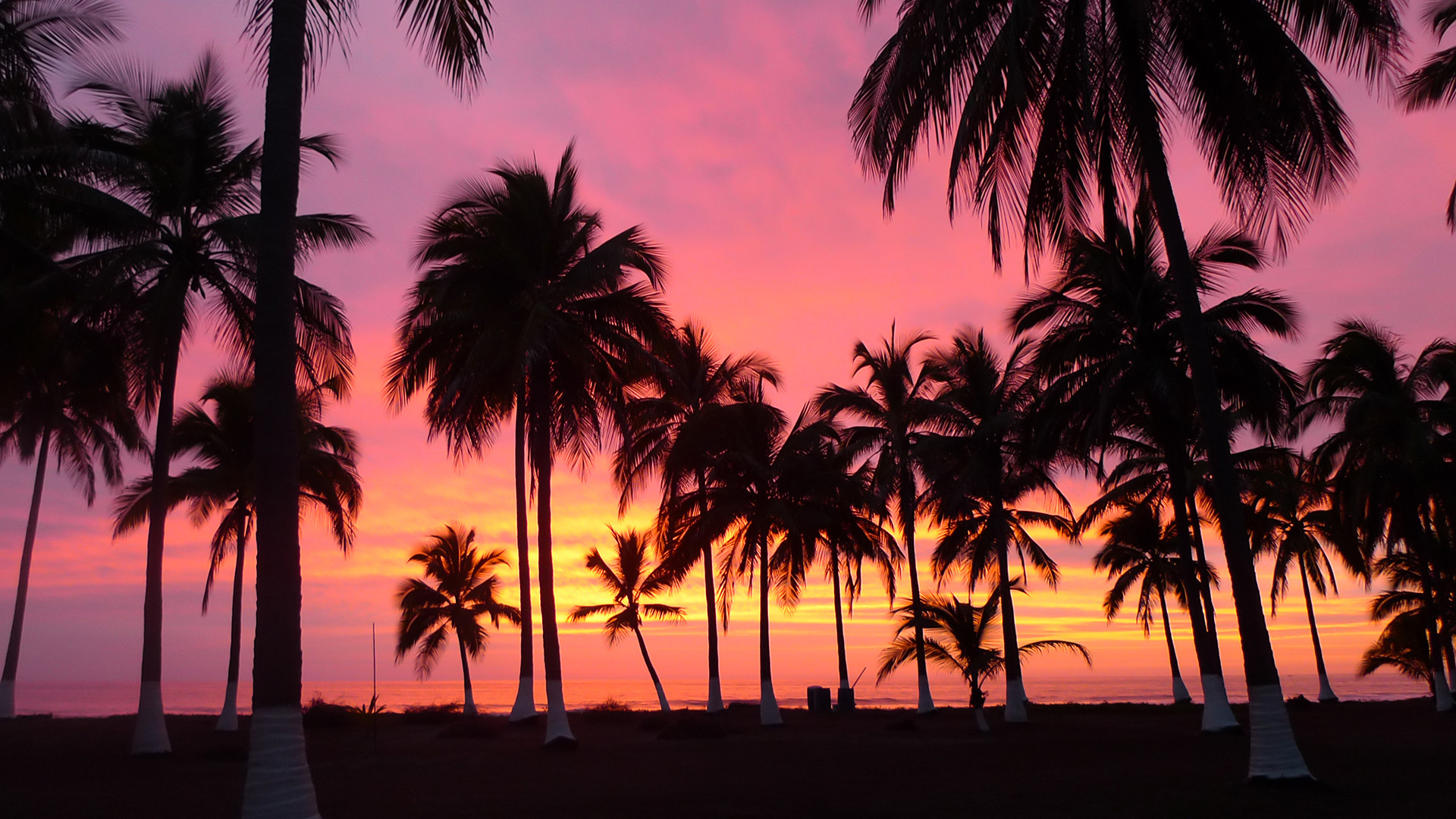 Palm Tree Wallpaper Desktop