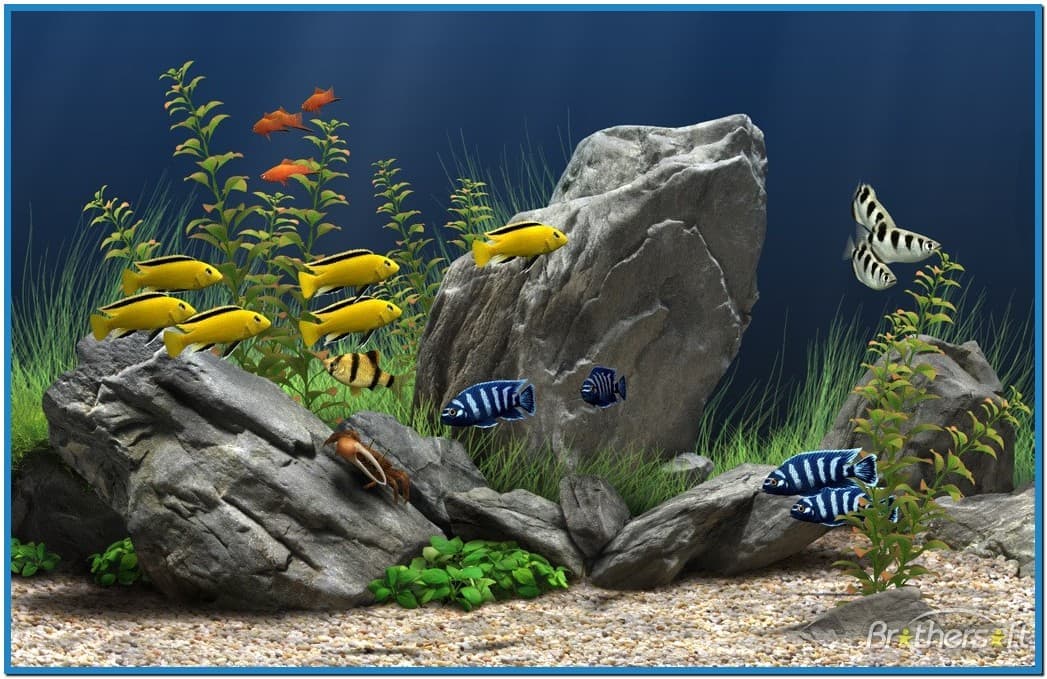 Fish Tank Screensaver Windows