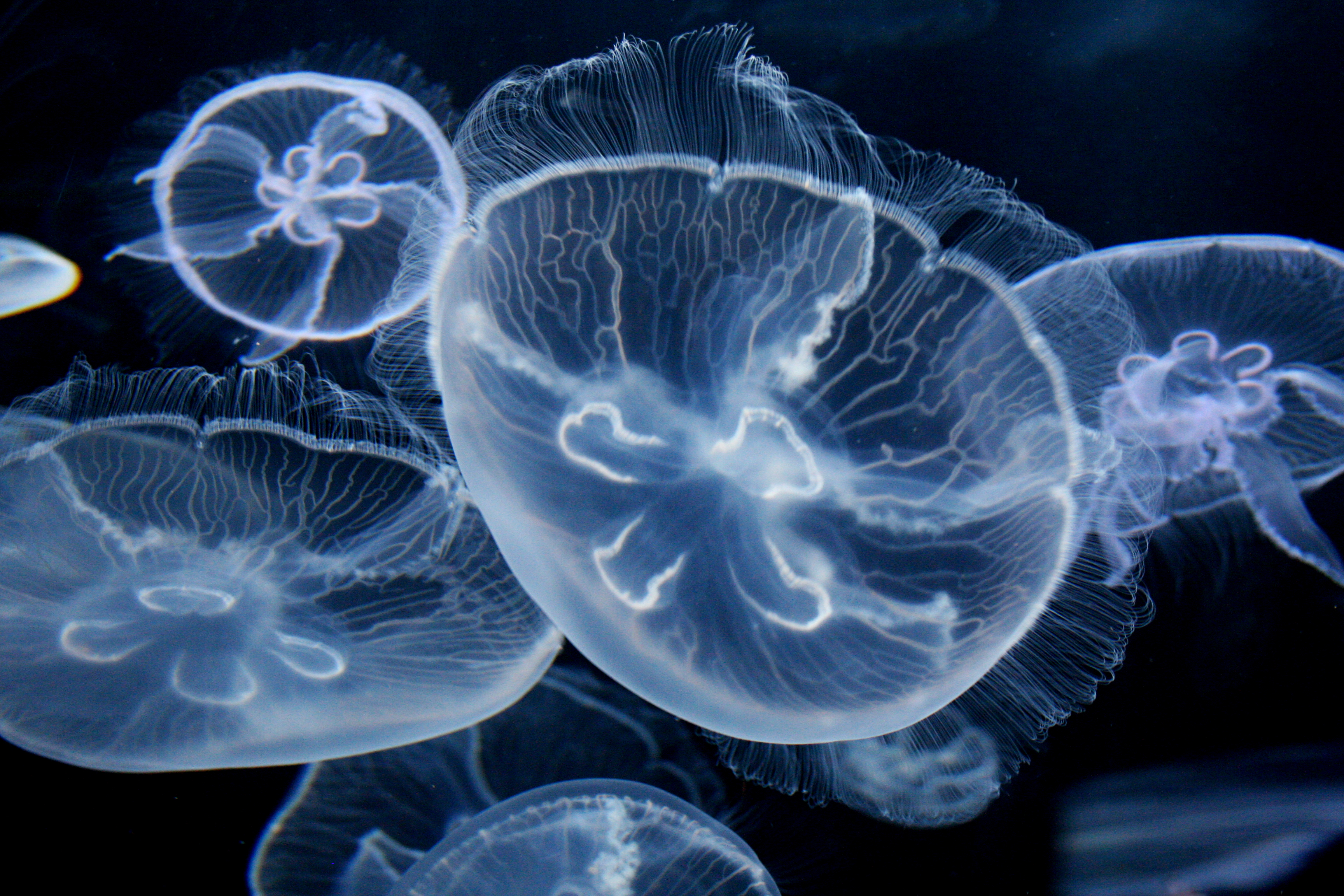 Moon Jellyfish Wallpaper WallpaperSafari