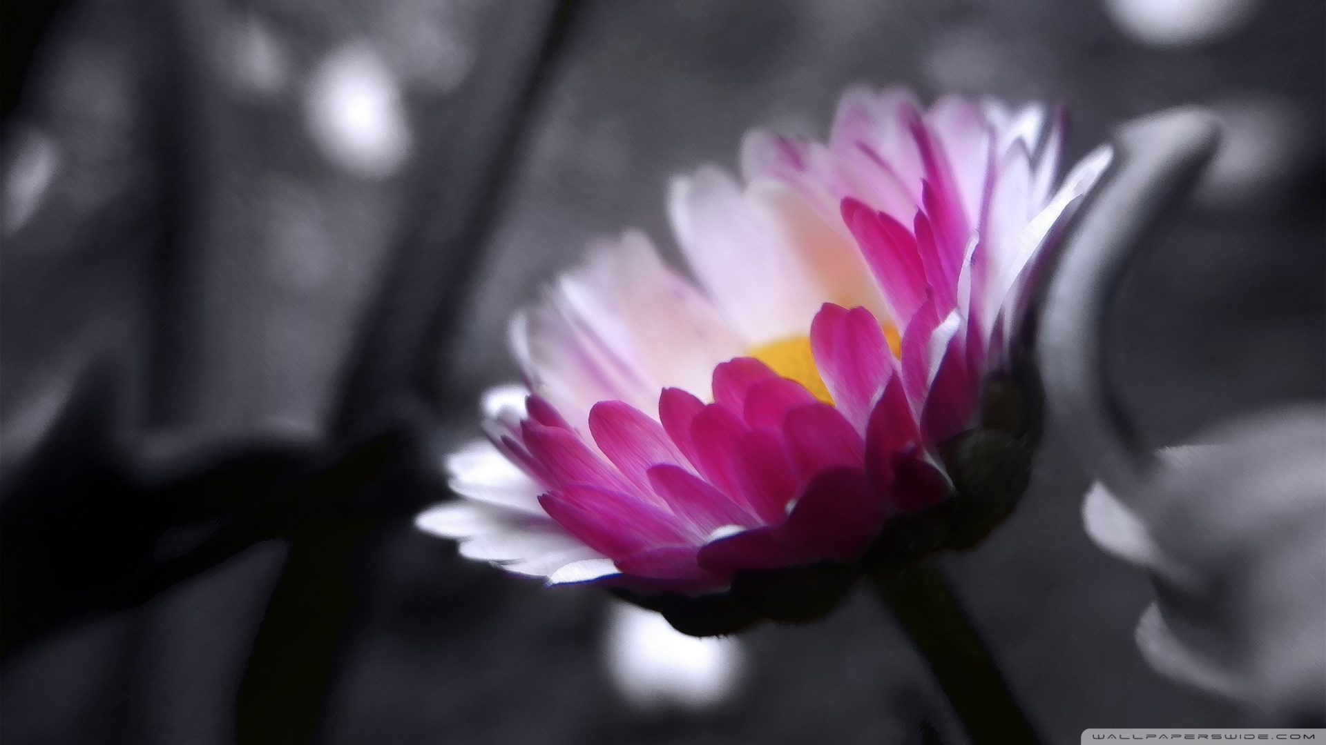 Pink Flower On Black And White Background Wallpaper