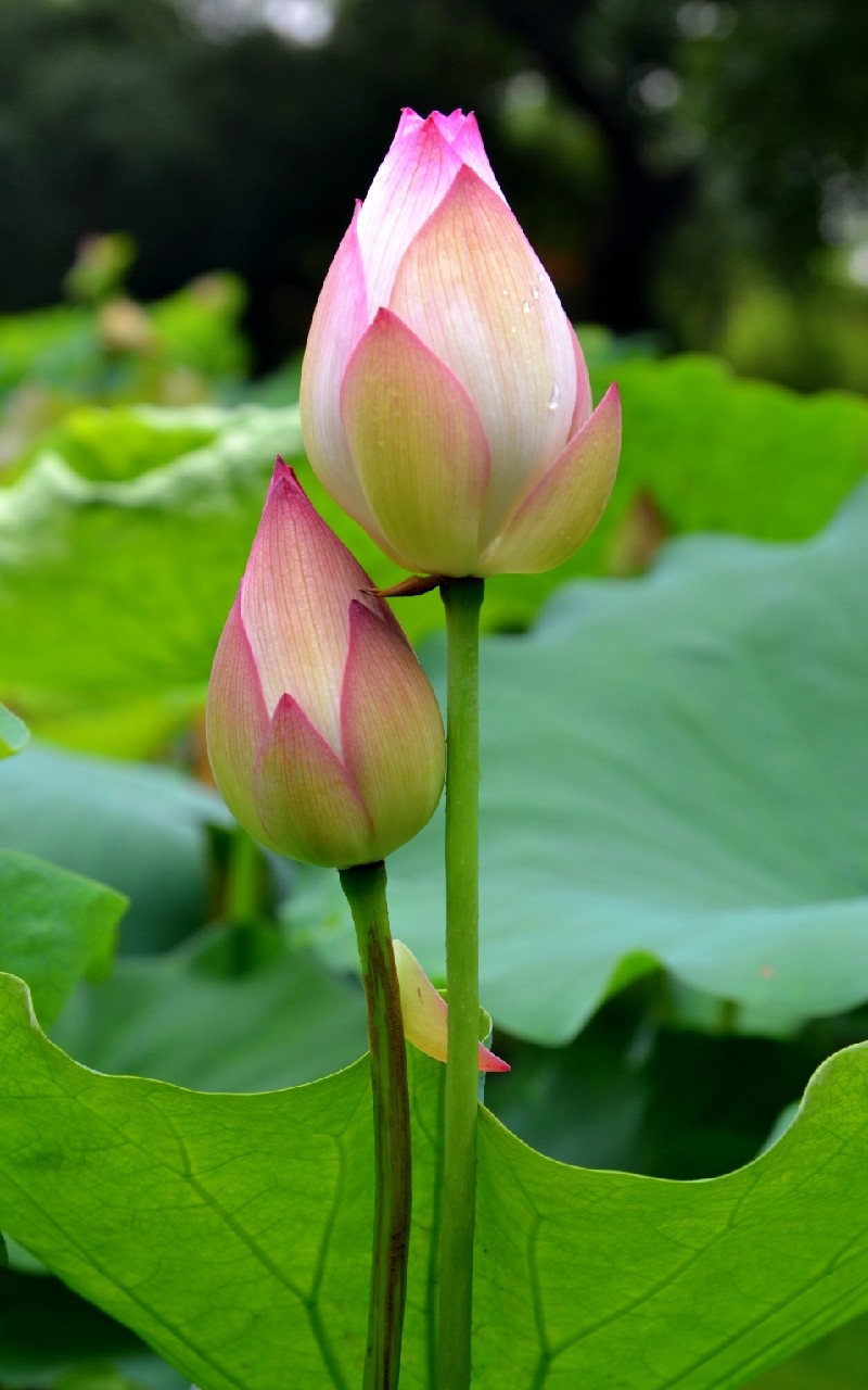 Lotus Flower HD Desktop Wallpaper Jpg