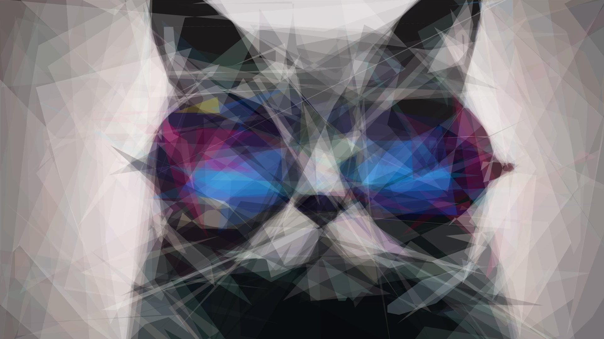 Cat In The Glasses HD Wallpaper FullHDwpp Full