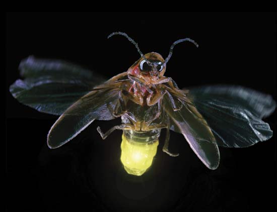  Firefly Lightning Bug high clarity images Firefly Lightning Bug