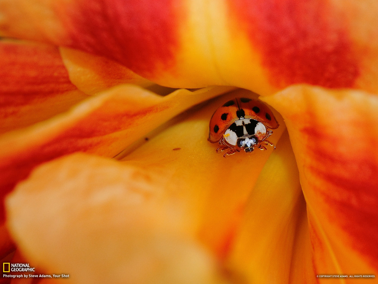 Picture Flower Wallpaper National Geographic Photo Of The Day