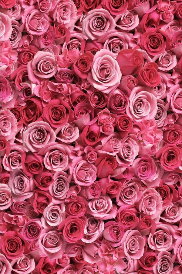 Pink Roses Aesthetic Wallpapers  Wallpaper Cave