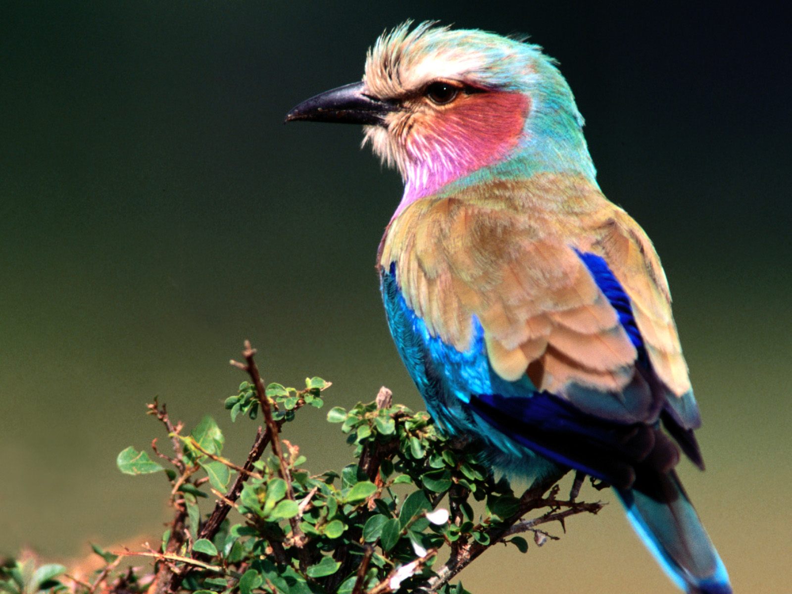 A Lilac-breasted Roller perched on a branch, showcasing its vibrant plumage