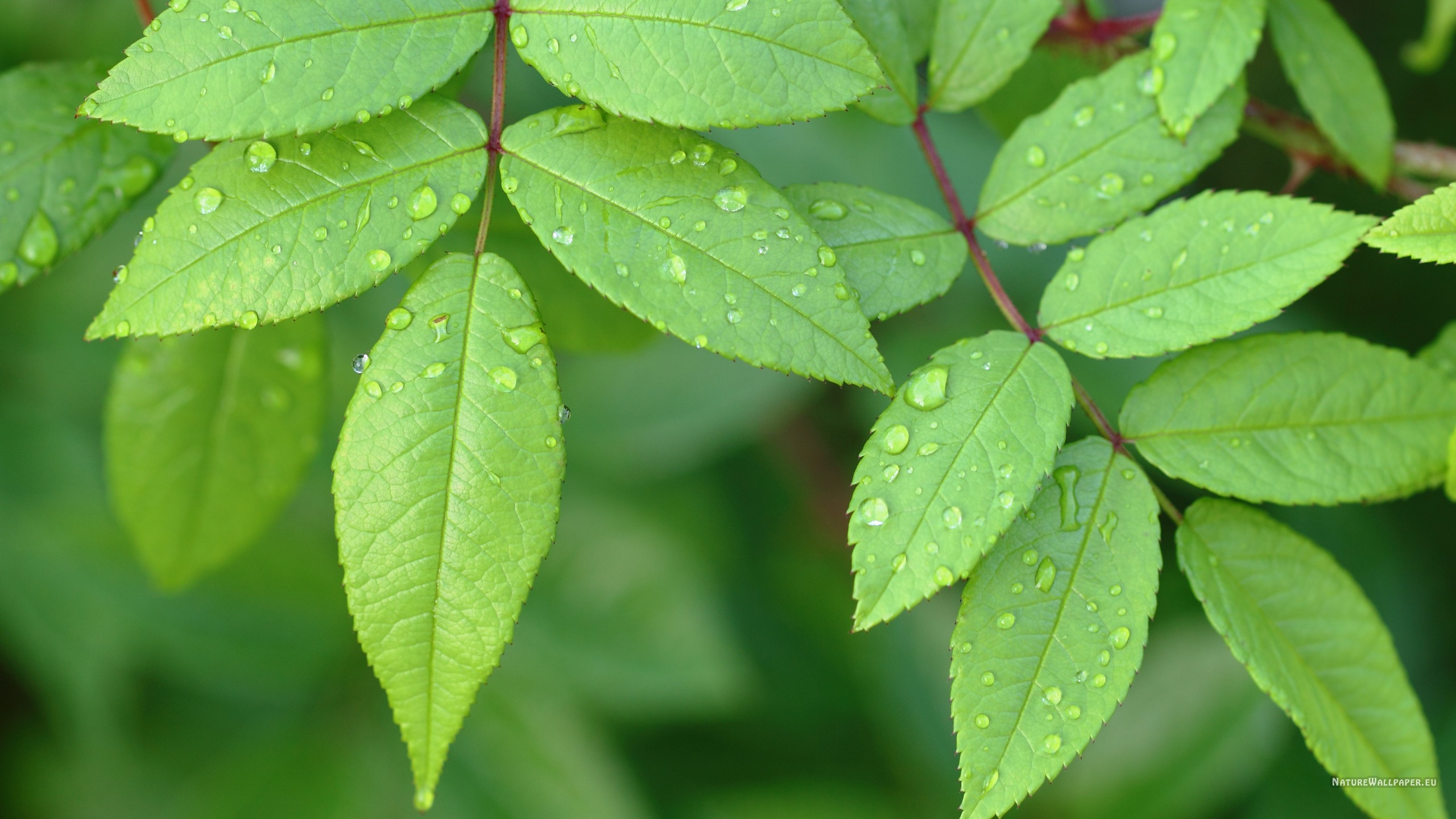Green Leaves Wallpaper