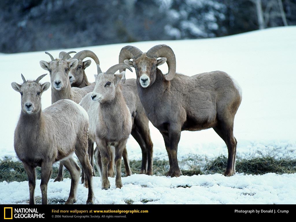 Bighorn Sheep Picture Desktop Wallpaper