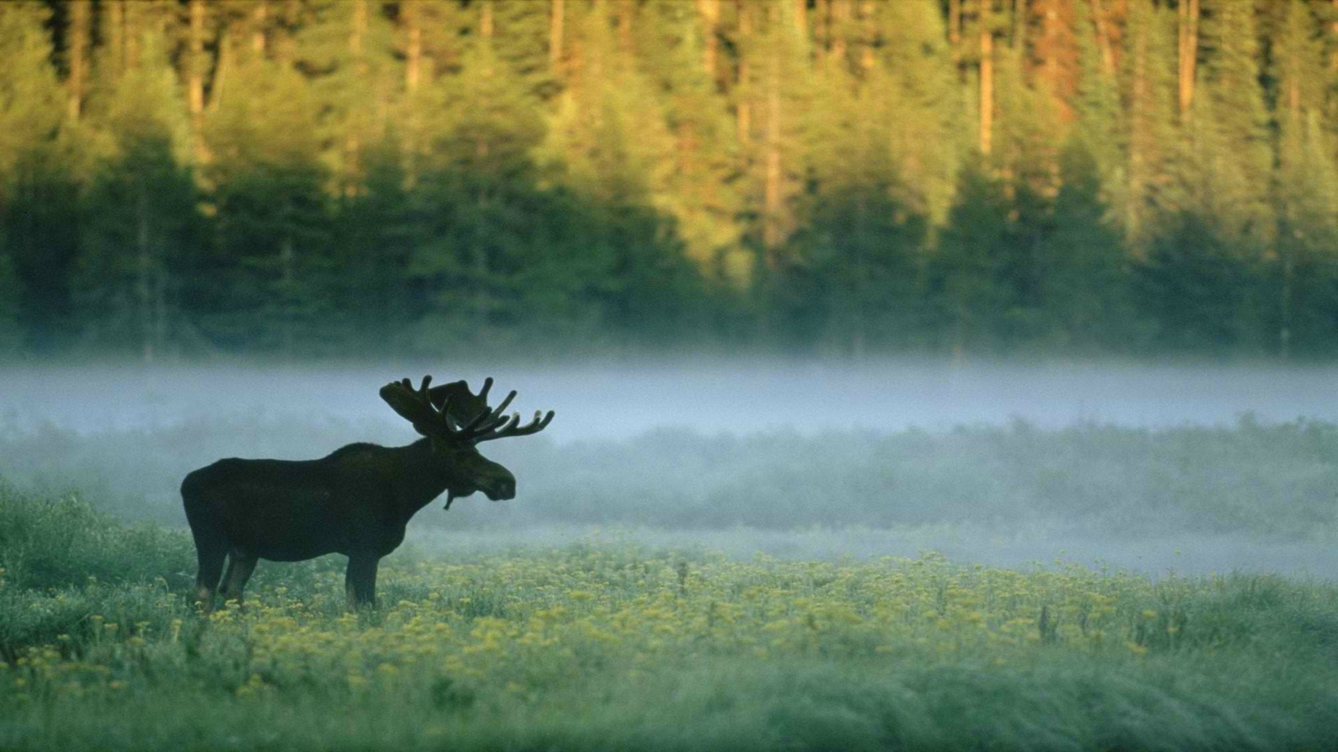Forest Moose Nature Animals Wallpaper HD Desktop And