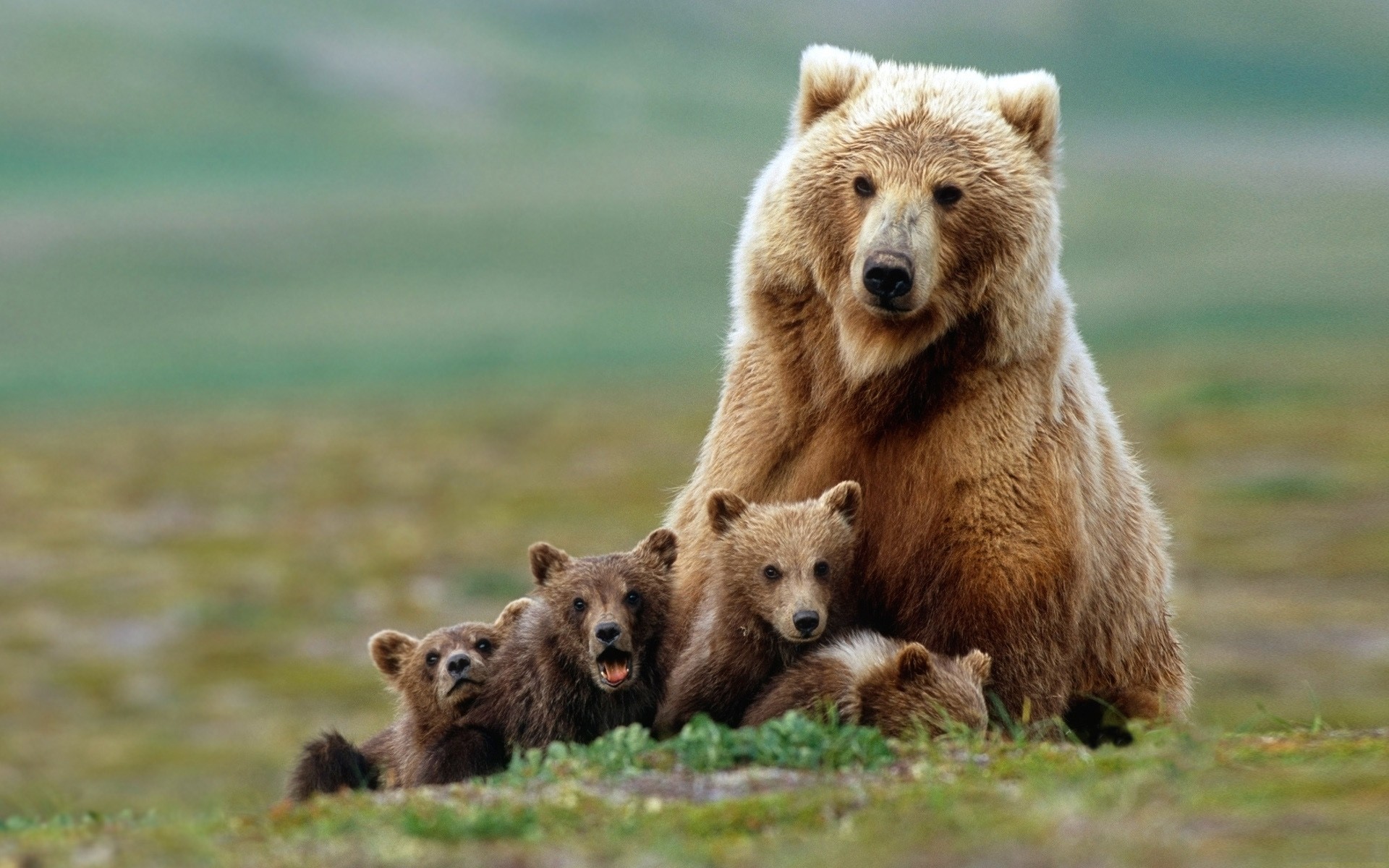 Animals Bears Baby Wallpaper Background