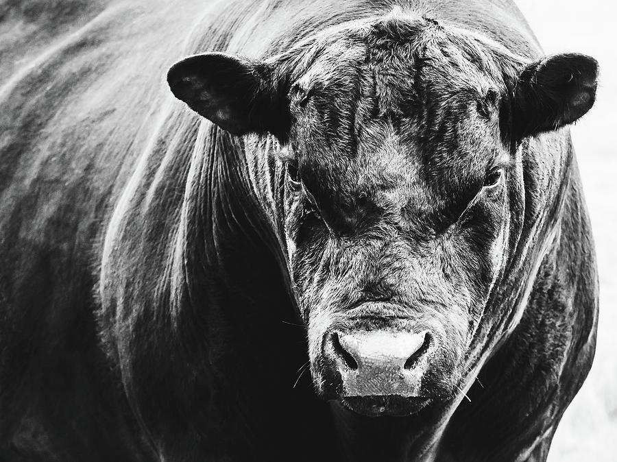 Black Angus Bull Photograph By Debi Bishop Fine Art America