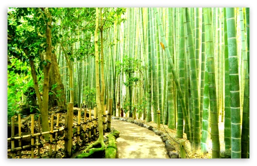 Bamboo Forest Japan Kamakura HD Desktop Wallpaper Widescreen